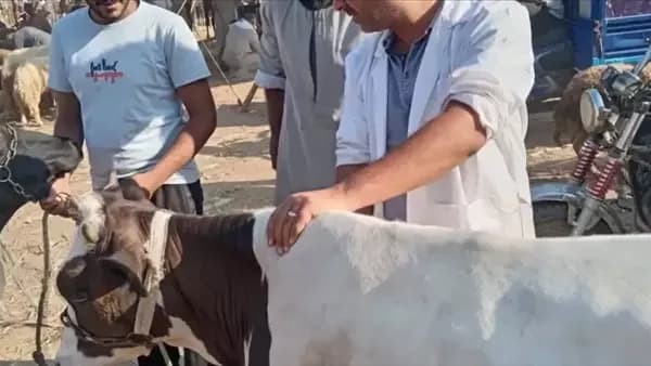 محافظة الجيزة تبدأ حملة التحصين الثانية ضد الحمى