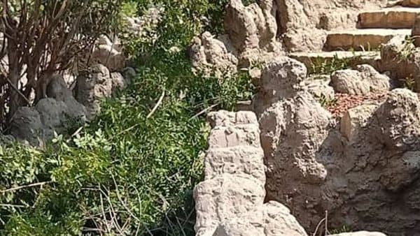 الزراعة تؤكد سلامة أشجار حديقة الأسماك