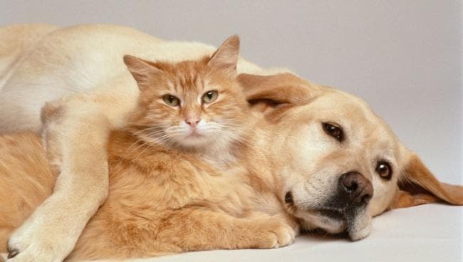 Free Mandatory Pet Vaccination on September 8