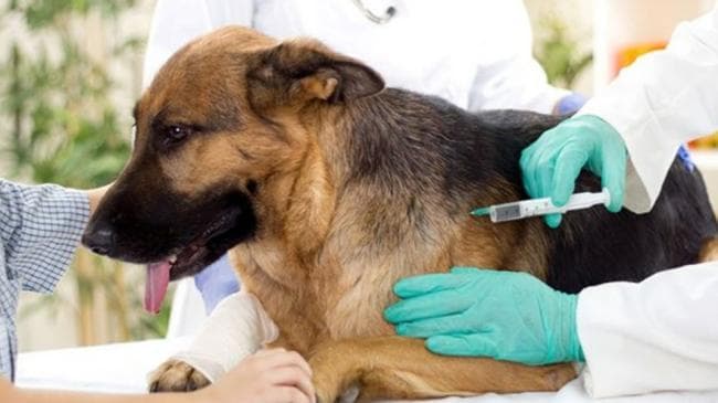 Al-Marooj 1: Rabies Vaccination Campaign for Pets