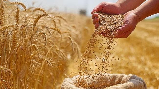 Tunisia to hold wheat season review