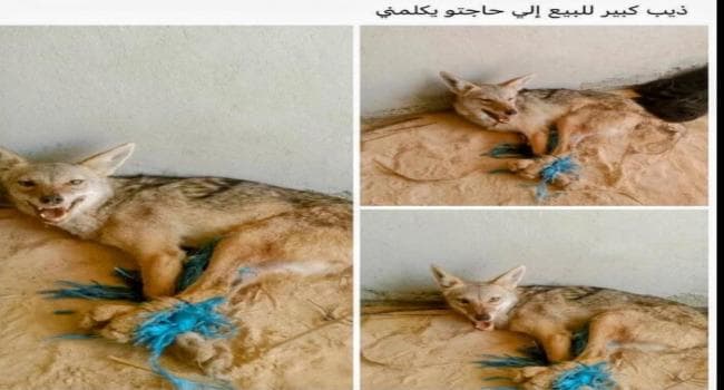 Wildlife crime in Duz involved capturing and abusing a wolf for sale