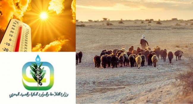 Agriculture Ministry Urges Animal Heat Protection