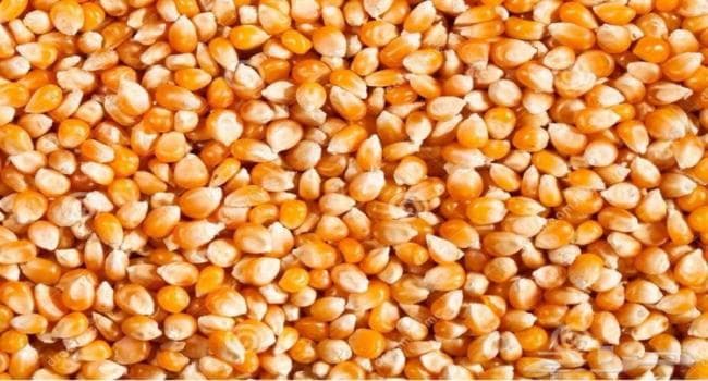 ديوان الأعلاف يحدد سعر الذرة بداية من الغد