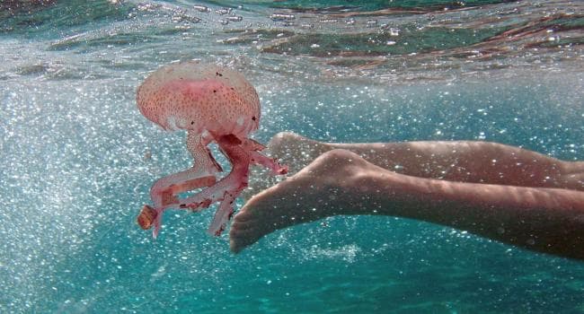 Civil Defense releases jellyfish sting tips