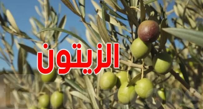 Agriculture Ministry Calls for Urgent Action on Olive Rust
