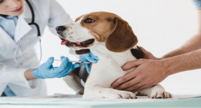 Sir Hussein Offers Free Rabies Vaccinations