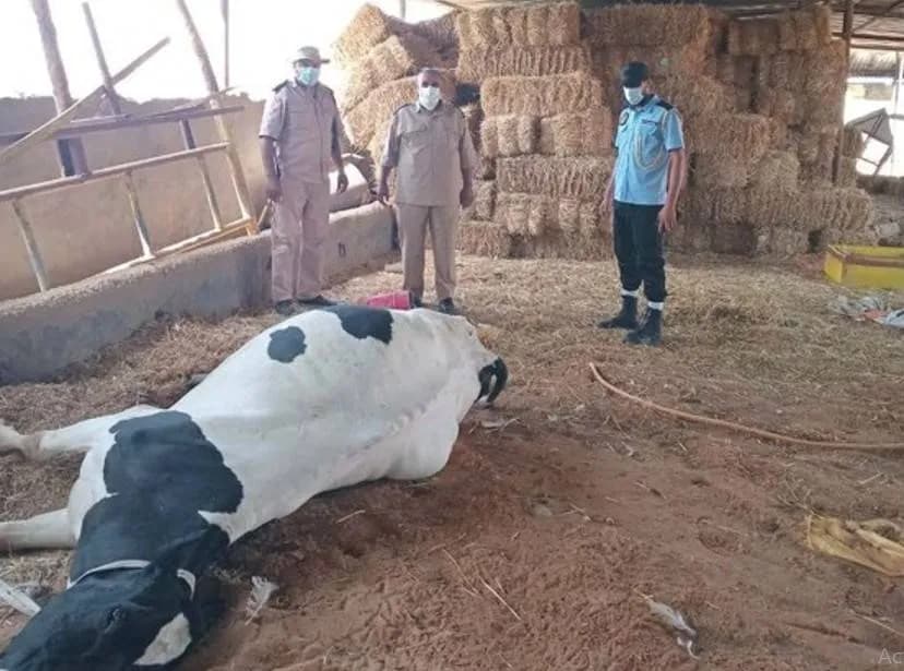 الوحدة الليبية تتخذ إجراءات ضد الحمى القلاعية