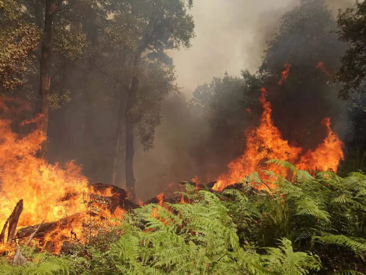 Western Tunisia wildfire suppression ongoing