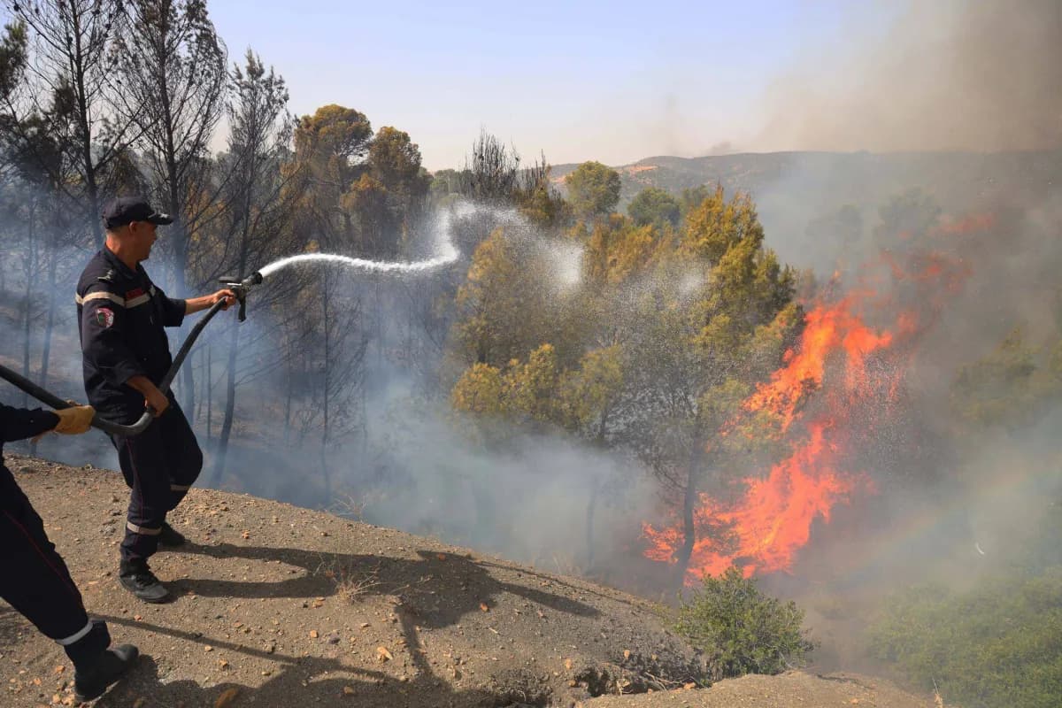 Algeria sees 73 forest fire deaths
