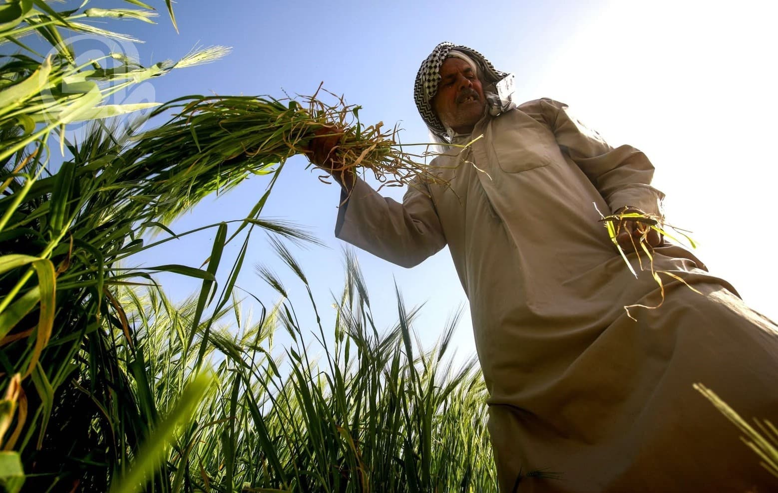 Basra's agriculture boosts tomato and wheat output