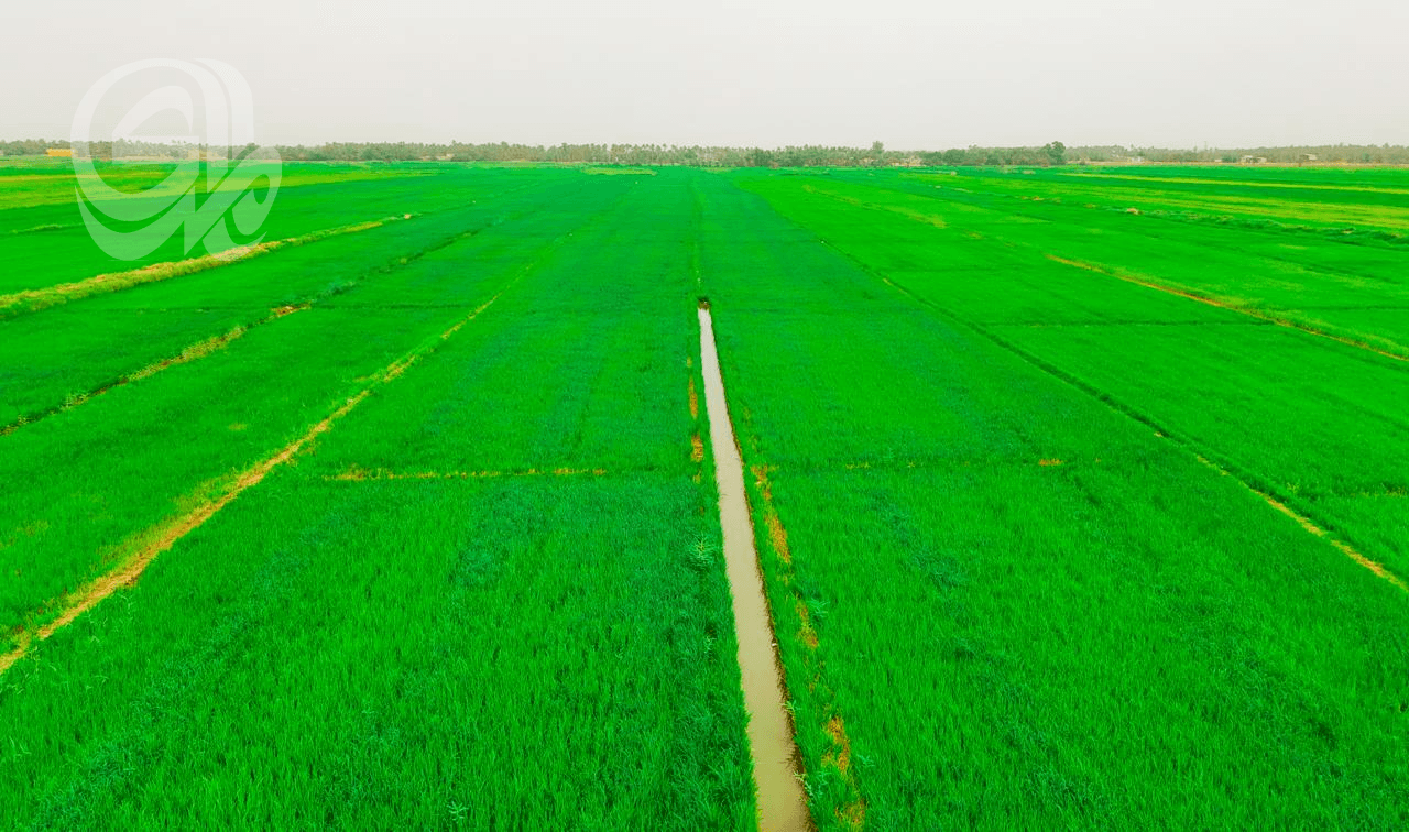 Najaf Resources Reestablish Corn Farming