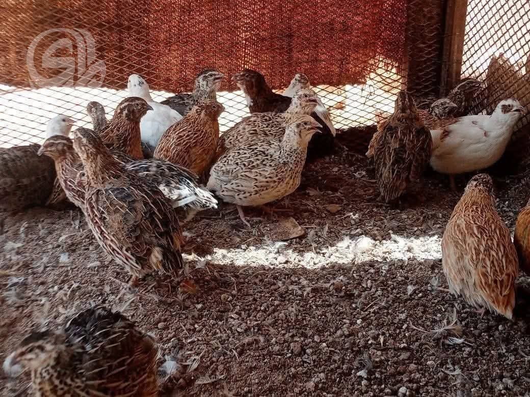 Illegal hunting endangers Nineveh's Kata birds