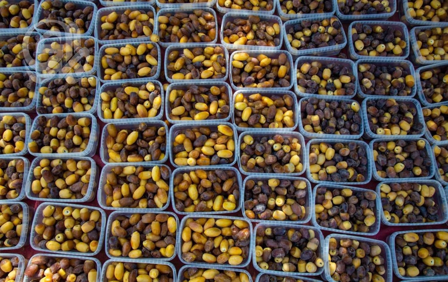 Iraq to export dates to Europe