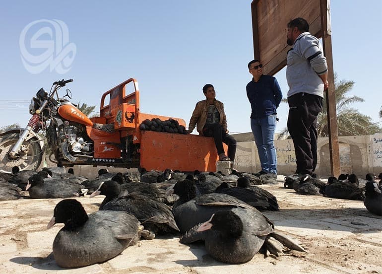 Overhunting endangers Nineveh birds