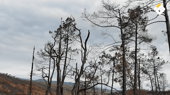 Photo Report Fires and Storms in Europe and UAE