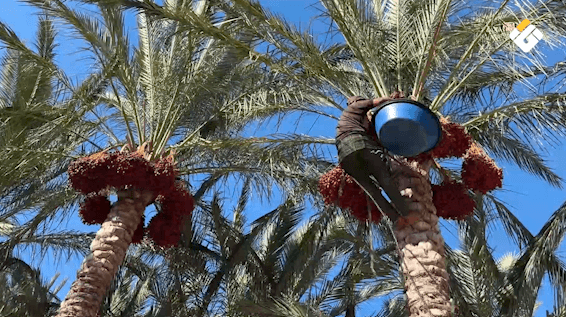 Palestinians Harvest Dates After War