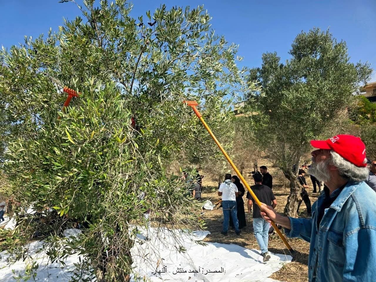 جورج عبدالله يشارك في مبادرة قطاف الزيتون