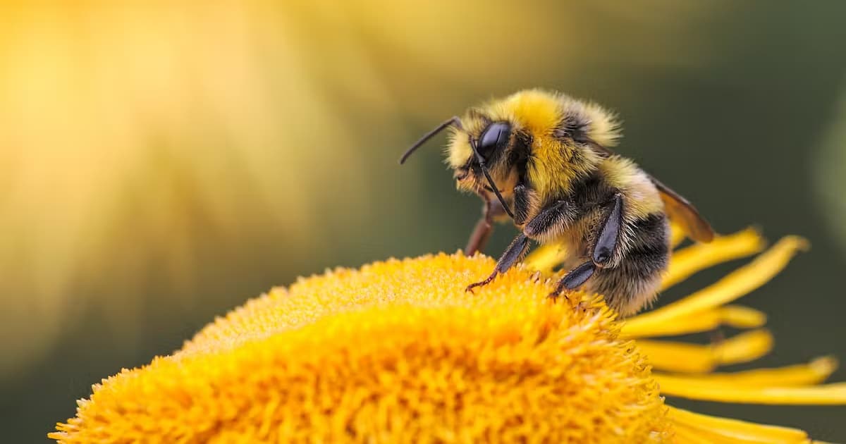 Global pest threat to bees and Lebanon prevention strategies