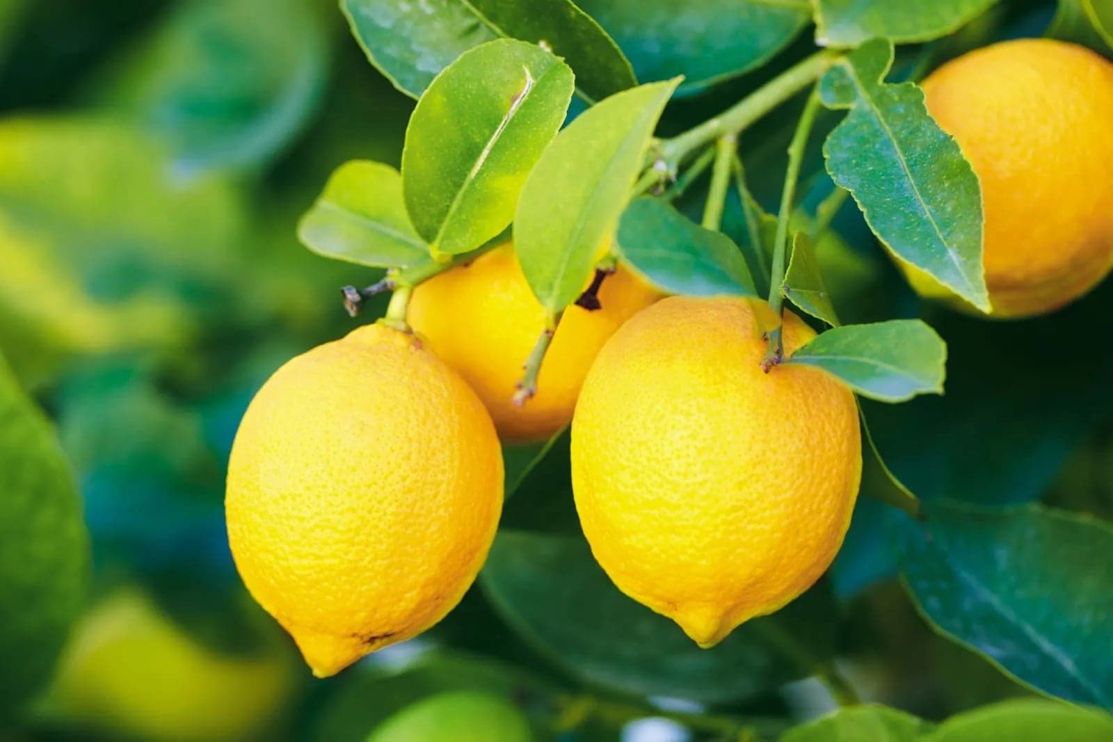 Effects of regular lemon consumption