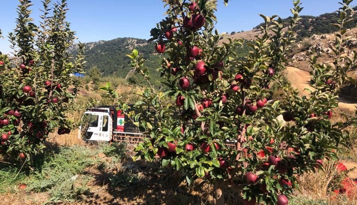 Lebanese apples at risk amid season delays