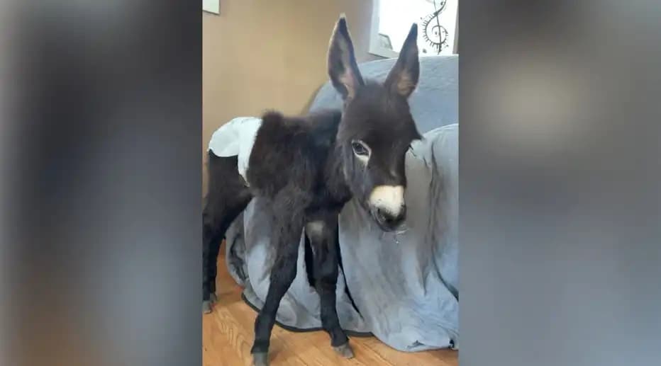 Donkey killed sparks anger and sorrow