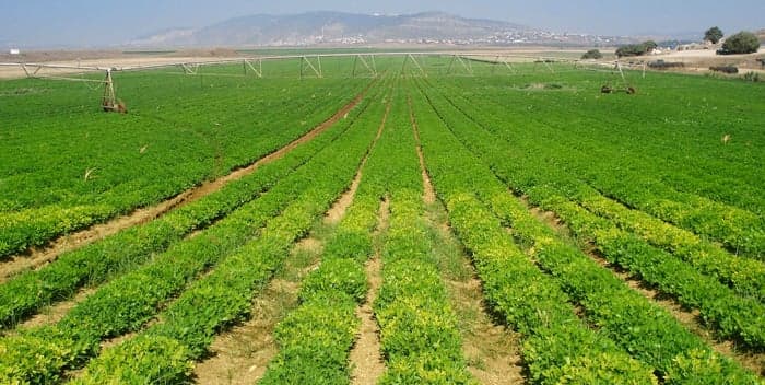 الترشيشي يحذر من ارتفاع أسعار المازوت