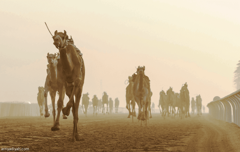 مهرجان ولي العهد يتصدر الهجن السعودية
