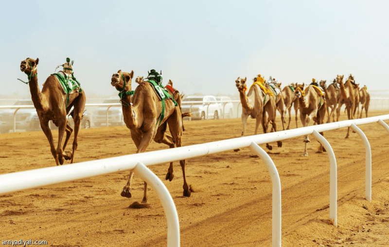 Saudi Camel Racing Dominates Crown Prince Festival