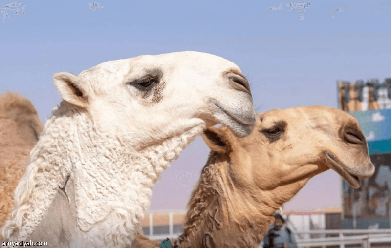 Camel Beauty Contest at Crown Prince Festival