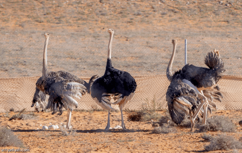 Fast giant reenters Saudi Arabia