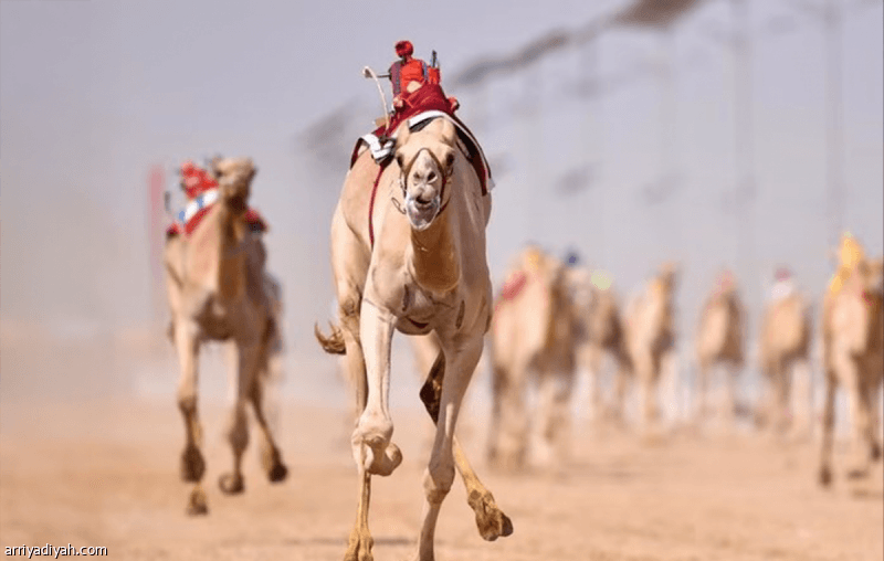 Taif Camel Racing Forum Launch