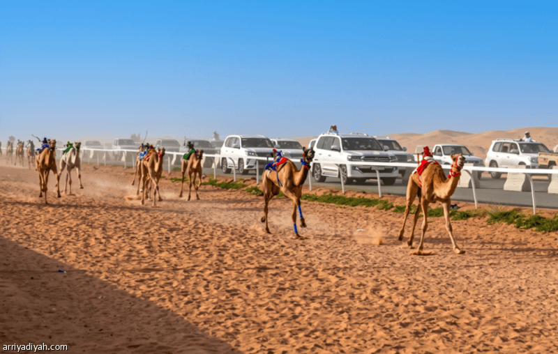 Friday marks Camel Racing Challenge