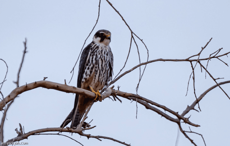 Al-Shuwaheen Al-Orasi: Falcon of the North