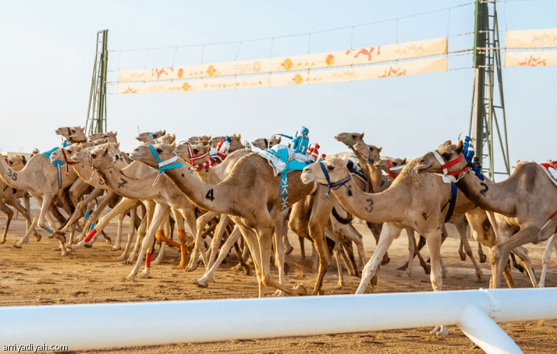 تسجيل أشواط مهرجان ولي العهد