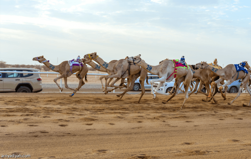 International Camel Racing Prize Fund