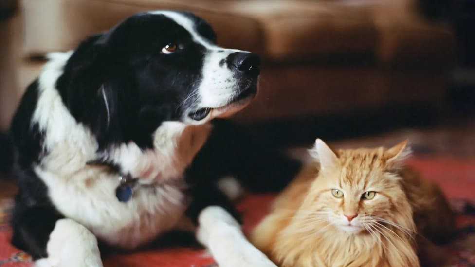 Suspect detained over Shmeisani animal incident