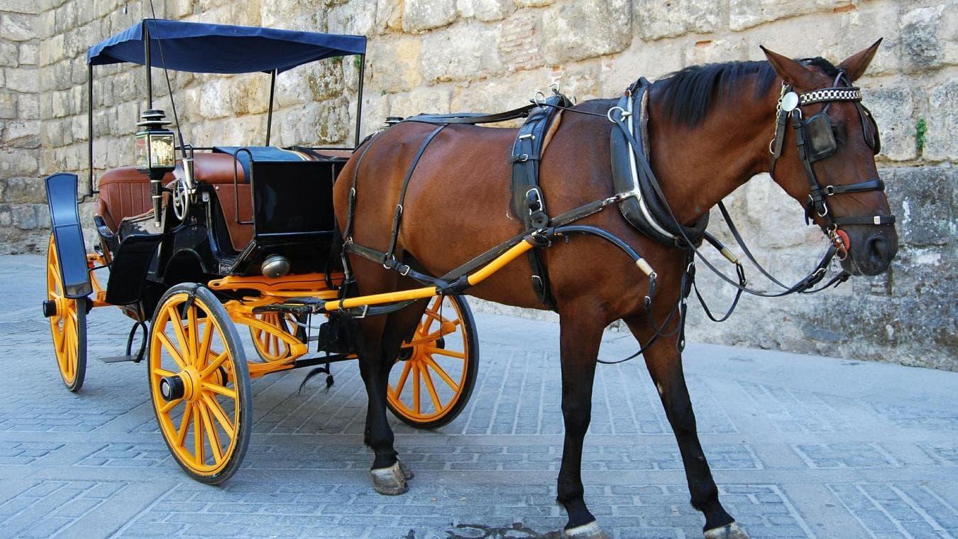 Horse attack in Mahdia leaves one dead and updates on injury
