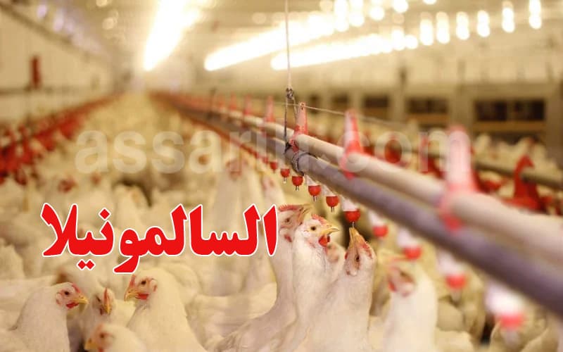 Unprecedented Salmonella Outbreak in Belgium
