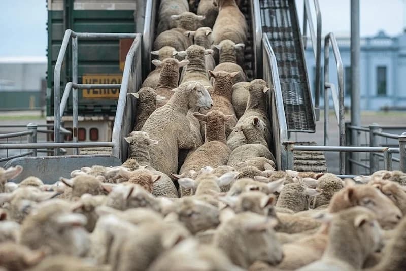 Tauaine begins Eid preparations 2027