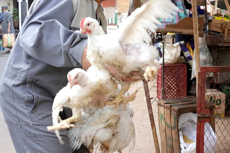 Al-Kaf uncovers improvised slaughterhouse with over 5000 chickens seized