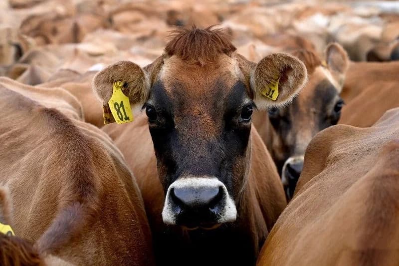 Veterinary services track animal health risks