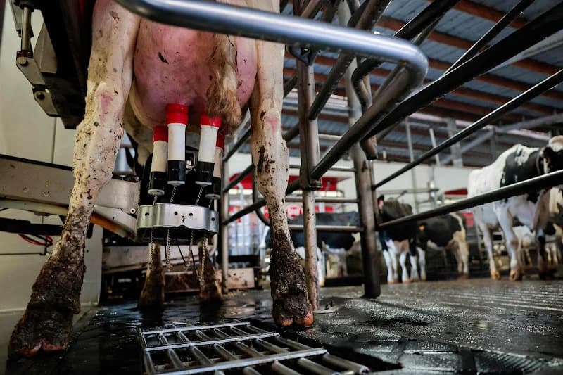 Cattle Herd and Dairy Restructuring Program