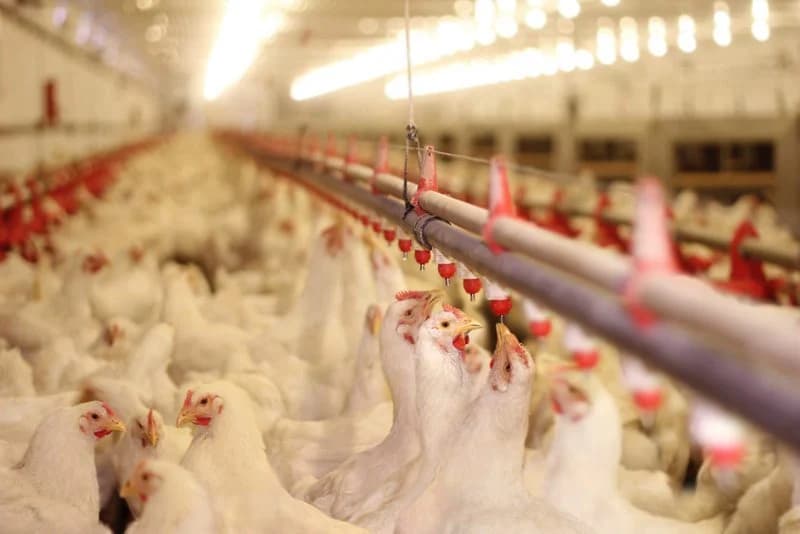 Agriculture Ministry Sets New Poultry Rules