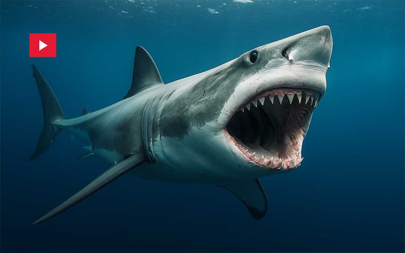 Shark Attacks Swimmer Off Australia