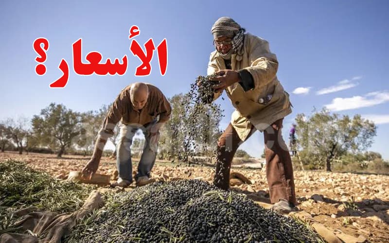 مرض سُل الزيتون يهدد المحاصيل