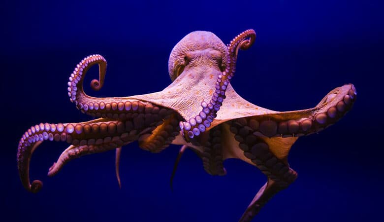 Octopus Fishing Ban Extended