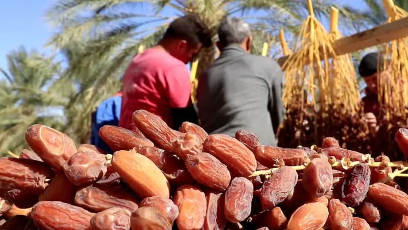 Assarih establishes date reference prices