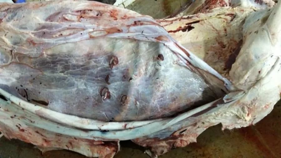 Inspection of unsellable beef in Al-Mafrak vehicle
