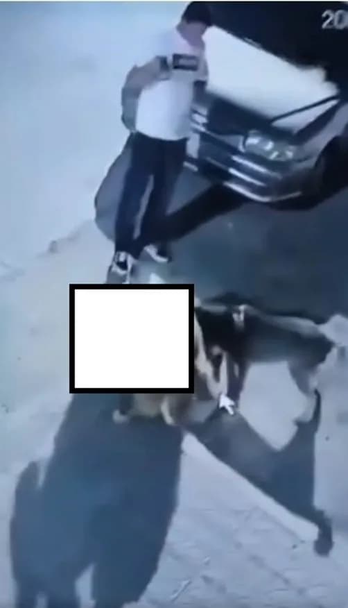Social media reactions to dog attacking stray cats